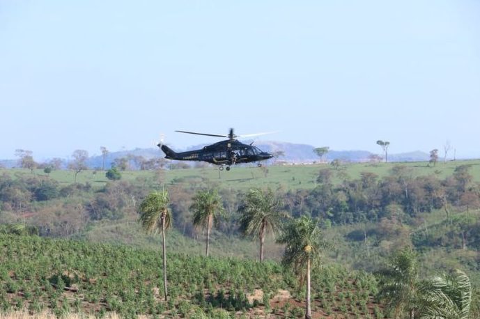 Paraguay y Brasil decomisaron 13,1 toneladas de marihuana y cultivos en operación fronteriza