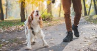 'I'm a vet nurse and these are five reasons your dog barks more in September'