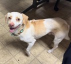 Bow tie pup found wandering Aberdeen street, police seek owner