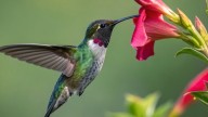 The Stunning Flower That Can Lure More Hummingbirds To The Garden
