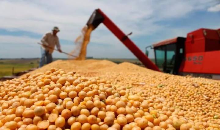 China se vuelca a la soja argentina y deja de lado a Estados Unidos