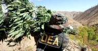 DEA da mega golpe mundial a Cártel de Sinaloa; captura a 617