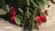 California sees record year of summer strawberry planting