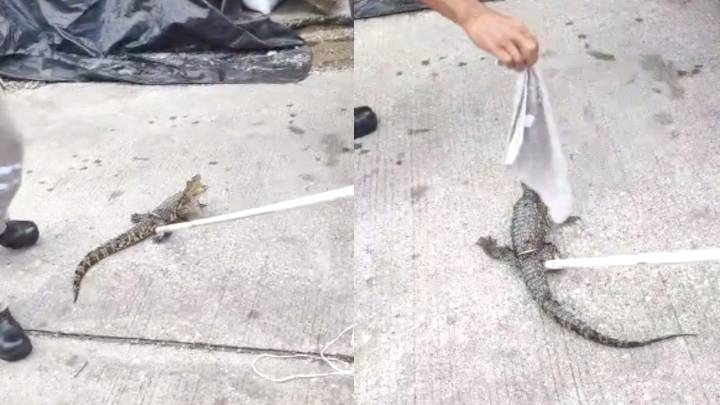 Bomberos Capturan Mini Cocodrilo en Tampico