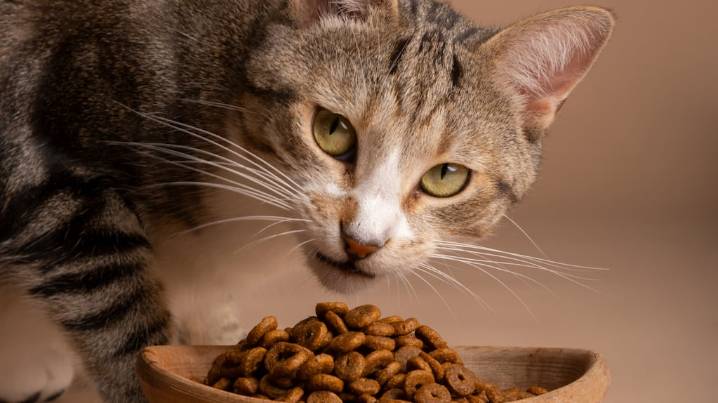 Qué significa que tu gato coma la comida del perro, según veterinarios