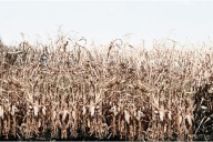 Step Into Fear: The Haunted Corn Maze That Redefines Halloween