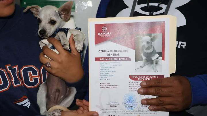 Entrega San Pablo del Monte la primera cédula de identificación animal