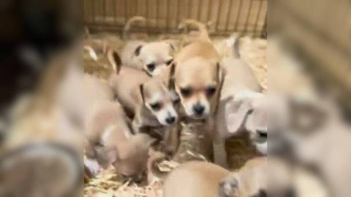 Texas Mama Dog Struggles To Protect 8 Puppies Until A Rescuer Steps In