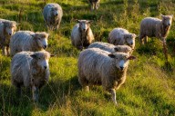 ‘People would rather buy 20 synthetic jumpers than a woollen one that would last them a lifetime’: The British wool trade today