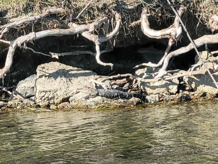 Guys, there’s an alligator on Detroit’s Belle Isle