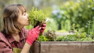 9 Herbs You Can Plant In The Garden By Hand