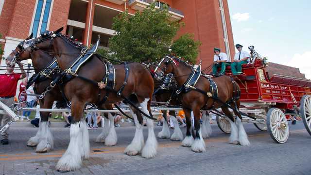 Budweiser Clydesdales are coming to Memorial Stadium