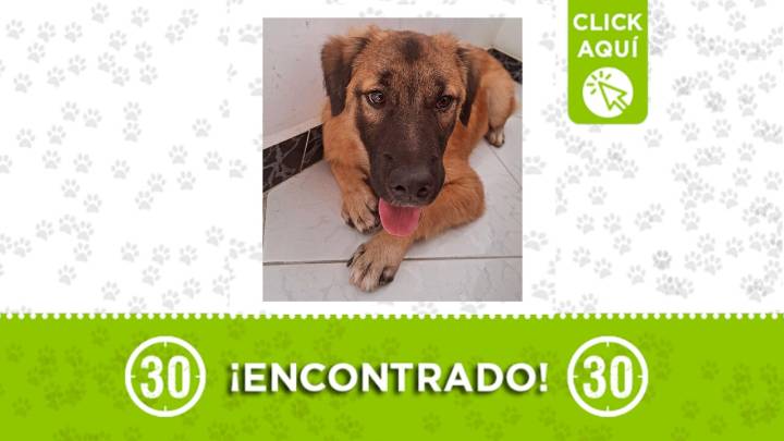 Este perrito anda solito en Niquía: buscamos su familia o quien lo adopte ¿te le mides?