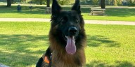 ‘It gives them the life they deserve:’ Veteran-owned company trains service dogs for PTSD and mobility help