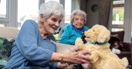 Seniors given robot dogs and cats to help with loneliness