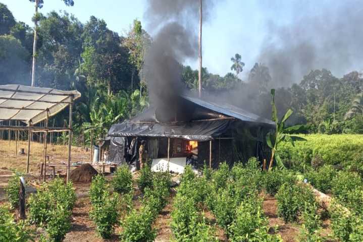 Loreto: acción policial permite erradicar más de 100 hectáreas de hoja de coca ilegal