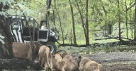 Zookeeper eaten alive by lions in front of horrified tourists who tried to help