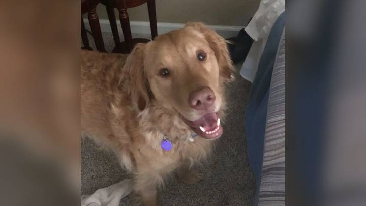 New Hampshire Lost Pup Who Was Gone For A Year Surprises Everyone On Camera