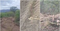 Urgente: piden detener la "práctica corriente" del desmonte en La Punta