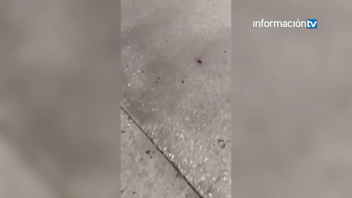 Polémica ante la numerosa presencia de cucarachas en la estación de autobuses de Alicante