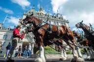 PHOTOS: Budweiser Clydesdales visit CT State Capitol