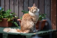 Country Life Quiz of the Day, September 15, 2025 is cool for cats
