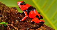 Sorprendente tesoro científico nacional: La memoria biológica de Colombia la componen 65.000 especies