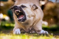 Temen Vecinos de Colinas del Paraíso perros callejeros agresivos