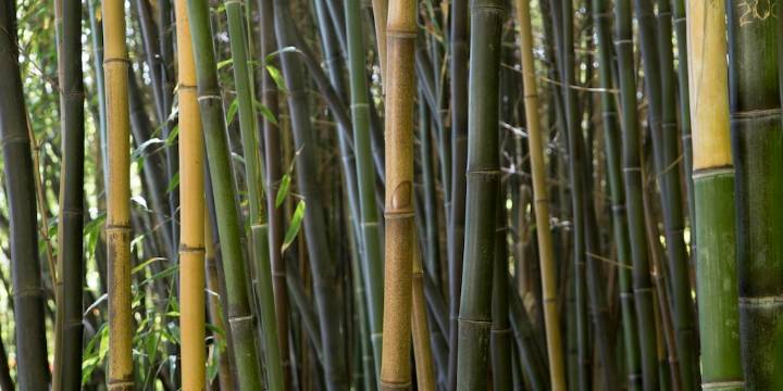 El bambú busca su lugar en el Delta bonaerense