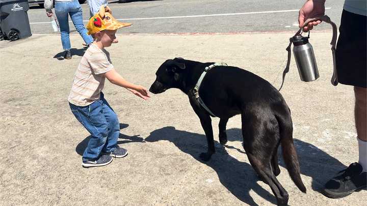 With teacher’s help, 5-year-old achieves goal of meeting 1,000 dogs before starting kindergarten – NBC Bay Area