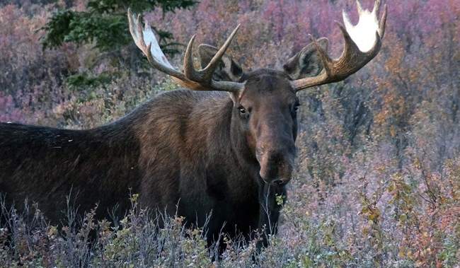 ‘Complete collapse’: Manitoba First Nation takes province to court over moose hunting