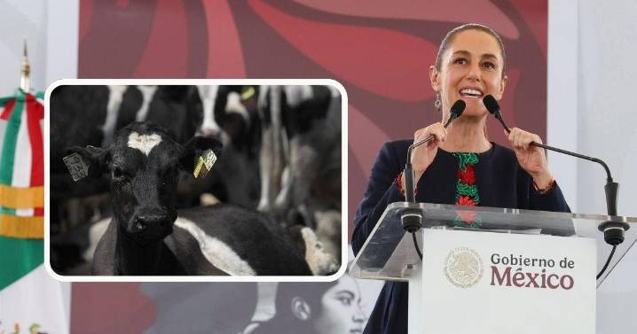 Sheinbaum anuncia inversión de 700 mdp para producción de carne en 3 estados