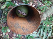 Con medios de lanzamientos de explosivos pretendían atentar contra las tropas en el Vaupés