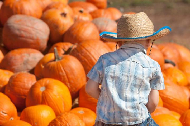 Family-Friendly Pumpkin Picking Spots In North Central Washington