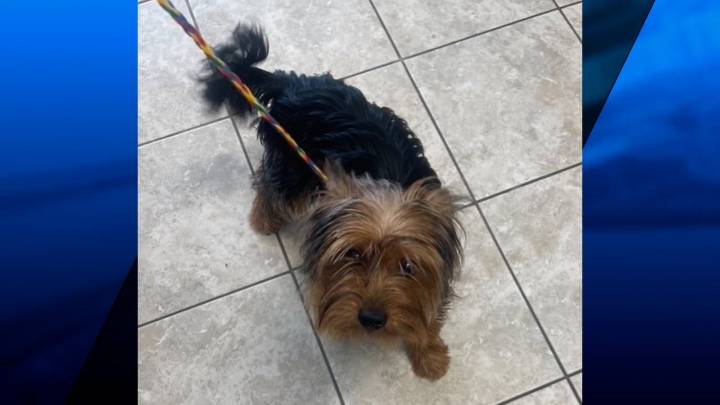 Attleboro Police investigating after dog found abandoned at convenience store