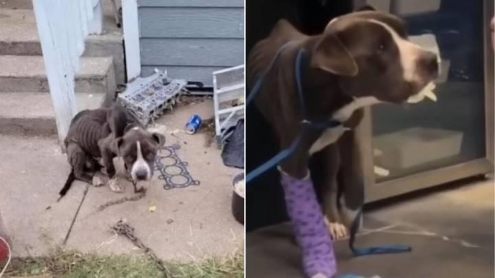 Kansas Owner Left This Pup Tied Up By An Abandoned Home, What Happened Next Will Warm Your Heart