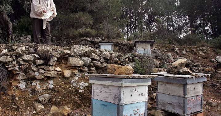 Apicultores de Málaga: "En el Valle del Guadalhorce hay más del 50% de las colmenas muertas por el avispón oriental"