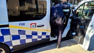 La Policía Local de Palma sorprende a cinco jóvenes con hachís y haciendo grafitis en el parque del canódromo