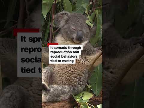 Koalas get first chlamydia vaccine