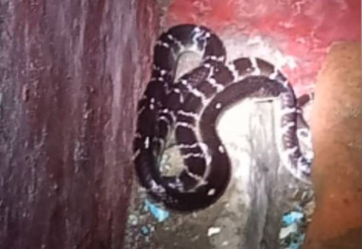 Superstition claims 2 lives in Keonjhar: Woman, her daughter die after snakebite