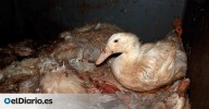 Portugal inicia una investigación en la macrogranja de los patos maltratados que viven entre cadáveres y excrementos