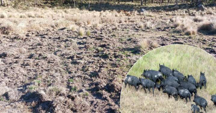 Feral pigs wreaking havoc on Southern Tablelands