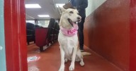 Protestan a Embajadores de Bienestar Animal en la PFLC