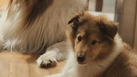 Alberto Fernández "corrió" a Milei con los perros y tuvo suerte en las redes: "por lo menos están vivos"