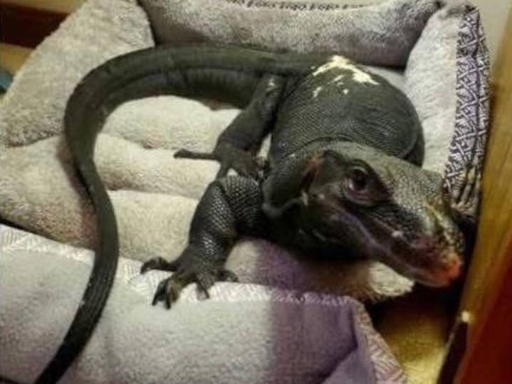 Runaway 4-foot lizard that became Mass. town’s ‘mascot’ to get livestreamed habitat