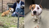 Missouri Mailman Slams On Brakes After Spotting Helpless Pup Crying For Help