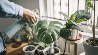 Giant Plants Are Trending: Here's The Most Popular One To Add To Your Home