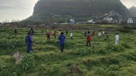 Nashik: 55,000 Indigenous Trees Planted At Saptashrungi Fort Under Jai Hind Lok Movement