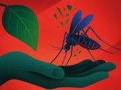 IPN desarrolla bioinsecticida contra el mosquito del dengue
