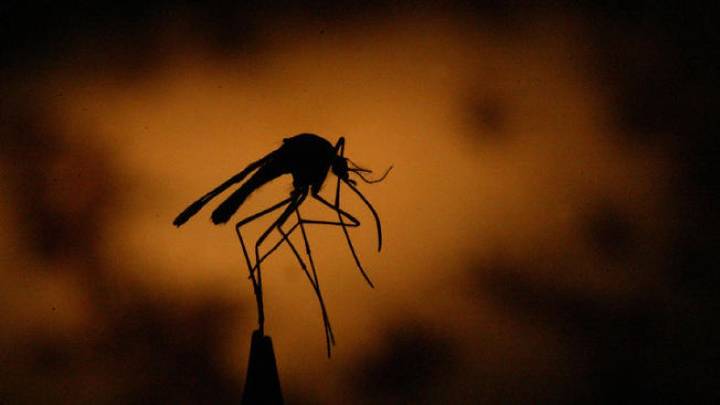 First human case of West Nile virus reported in Massachusetts